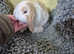 Stunning baby rabbits READY NOW !!