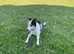 Beautiful Border Collie Girl