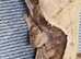 Extreme Harlequin Crested Gecko's