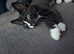 Male kitten looking for a family