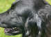Beautiful litter of 9 flat coat retrievers born 1st April