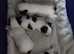 4 Biewer terrier pups