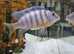 Placidochromis phenochilus Star Sapphire Cichlid" -