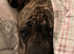Presa Canario Female Rehome