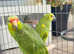 Stunning baby red lord Amazon parrot