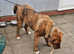 Stunning bandog male available