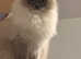 2 bonded ragdoll cats