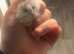 Russian dwarf hamster