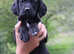 Springador puppies **last 2