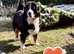 Bernese Mountain Dog