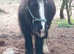 Gelding and a mare