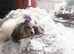 Stunning Asian toy poodle just under 8 inches little girl