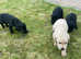 First class Labrador Puppies