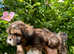 Lhasa apso puppies