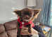 Russian longhair chihuahua