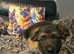 Glenconner German Shepherds Hi