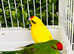 Stunning baby Kakriki parrot