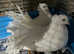 Indian fantails