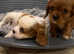 Beautiful cavalier King Charles puppies for sale!