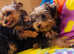 Yorkshire terrier pups
