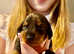 *READY TO LEAVE* 3 wire/smooth Dachshund puppies