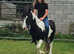 Brimming with Potential! Lovely, Backed In Foal, Healthy, Sound, all Up-to-Date Riding Pony/Cob Mare 6 with Lovely Movements.