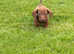 Two little male dachshunds