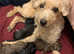 Beautiful toy poodle puppy  for sale