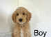 4 lovely cockapoo puppies
