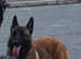 7 months Mali excellent with kids