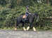 Outstanding 15.2/3H 5Yo Irish Cob Mare