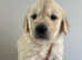 Adorable Golden Retriever Puppies