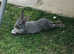12 Week Rabbits | Silver Fox Rabbit - 5 Available
