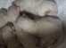 Purebred Ragdoll Kittens HCM and PKD genetically clear