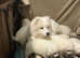 KC Registered from a  Champion bloodline stunning Samoyed puppies