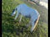 12.3 cob gelding