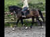 Clover 15.2 All rounder
