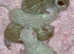 Brown & Snow Spotted Bengal Kittens - TICA parents
