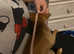 Small toy terriers