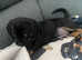 Beautiful pug x miniature dachshund pups