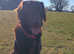 Stud Flat coated retriever liver colour up for stud £600.00