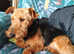 Beautiful Welsh terrier looking for loving home