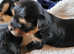Yorkshire Terrier Male puppies from  Licensed Breeder.