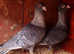 Syrian swift pigeons for sale