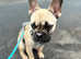 1 year old frenchie