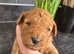 4 boy Red toy poodle puppies