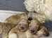 Toy Poodle KC registered ( Stud duties  )