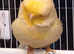 Norwich canaries