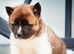 American Akita pups