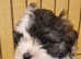 Malshipoo boys
